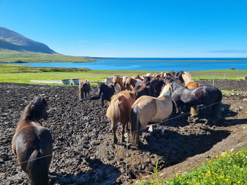 חוות סוסים איסלנדיים