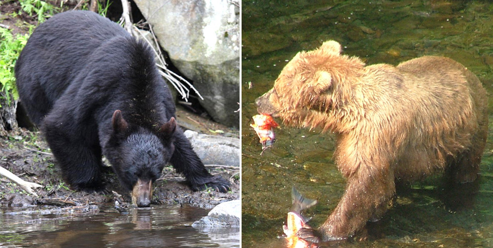 צפיה בדובים בטבע היא אטרקציה חובה למבקרים באלסקה 