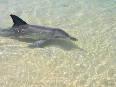 דולפין בשארק ביי אוסטרליה