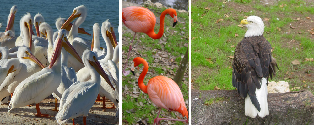 בפלורידה חיים מינים רבים של עופות, ציפורים וצפרי טרף