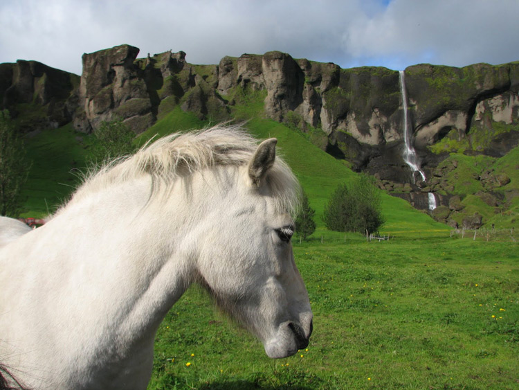 הסוס האיסלנדי הוא גזע מבוקש וידידותי שהרכיבה עליו היא חוויה נעימה