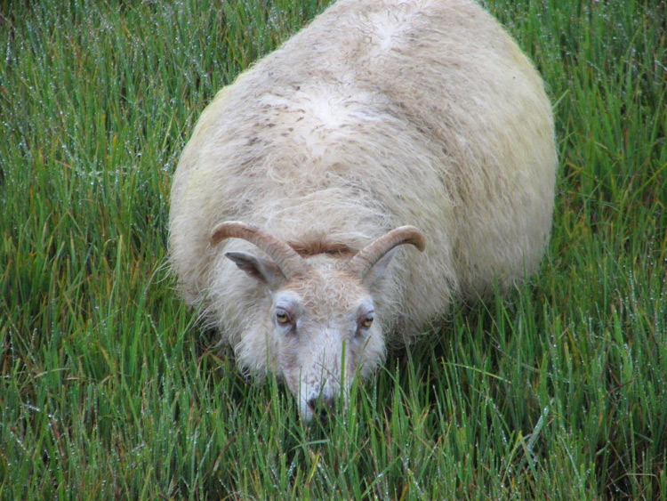 כבשה איסלנדית