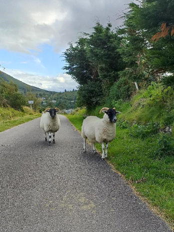 כבשים בכל מקום בסקוטלנד