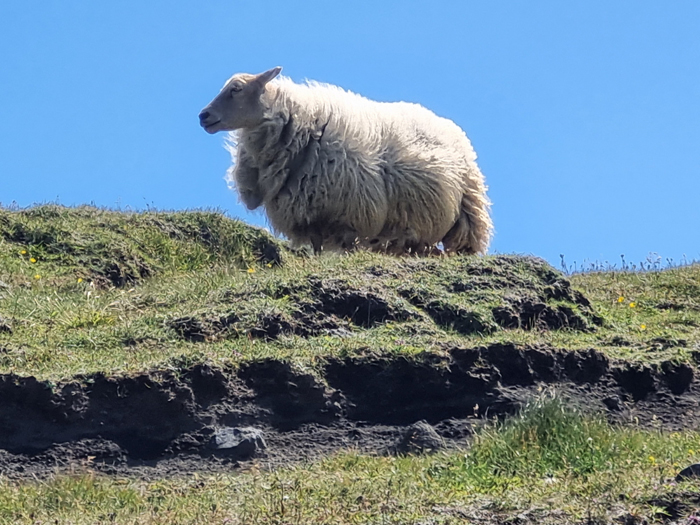 כבשים שמנות בעשב הירוק של איסלנד