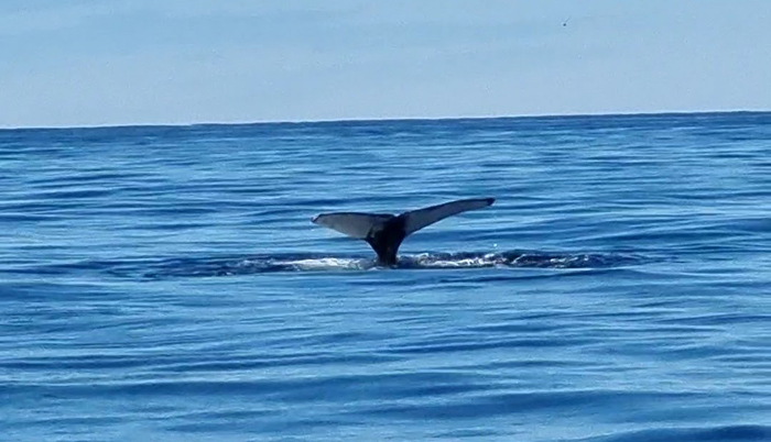 שיט צפייה בלוויתנים באיסלנד