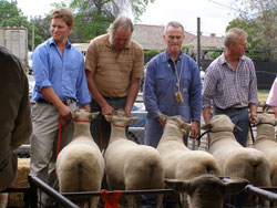 גז כבשים באוסטרליה